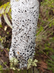 Megalosporaceae