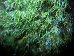 Dicranella heteromalla