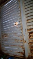 Parawixia audax