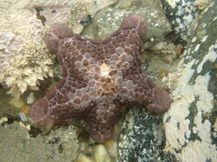 Pentagonaster pulchellus
