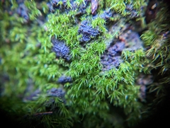 Dicranella heteromalla