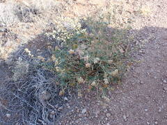 Sphaeralcea grossulariifolia