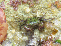 Pachygrapsus transversus