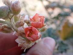 Sphaeralcea grossulariifolia