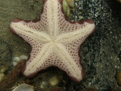 Pentagonaster pulchellus