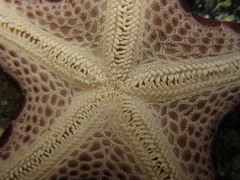 Pentagonaster pulchellus