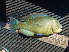 Choerodon schoenleinii