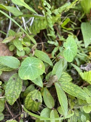 Stephania cephalantha
