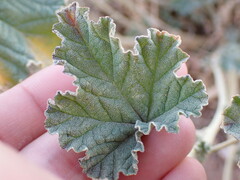 Sphaeralcea grossulariifolia