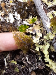 Hymenophyllum multifidum
