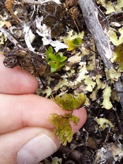 Hymenophyllum multifidum