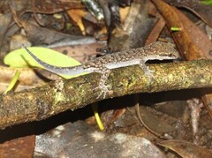 Nactus cheverti