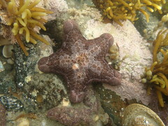 Pentagonaster pulchellus