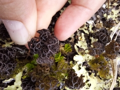 Hymenophyllum multifidum