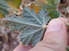 Sphaeralcea grossulariifolia