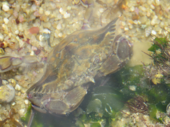 Callinectes marginatus