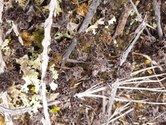 Hymenophyllum multifidum