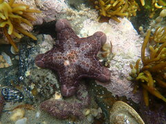 Pentagonaster pulchellus