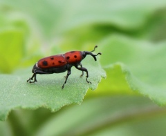 Rhodobaenus tredecimpunctatus