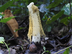 Phallus lutescens
