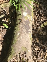 Silvascincus murrayi