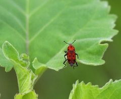 Rhodobaenus tredecimpunctatus