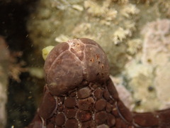 Pentagonaster pulchellus