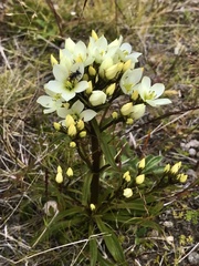 Gentianella