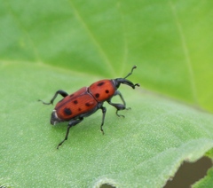 Rhodobaenus tredecimpunctatus