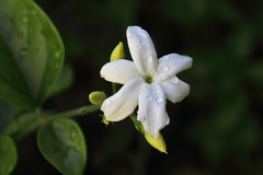 Jasminum sambac