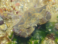 Callinectes marginatus