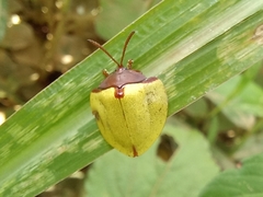 Paraselenis dichroa