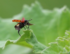 Rhodobaenus tredecimpunctatus