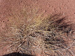 Ephedra torreyana
