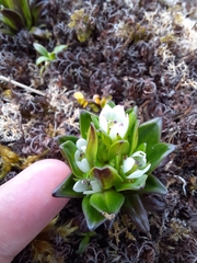 Gentianella antarctica