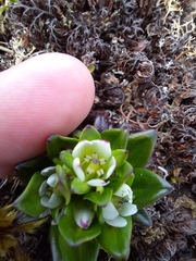 Gentianella antarctica