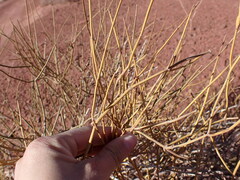 Ephedra torreyana