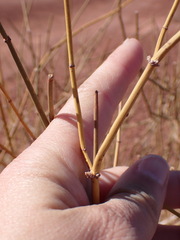 Ephedra torreyana