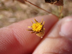 Hymenopappus filifolius