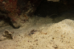 Isarachnanthus