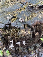 Xylaria hypoxylon