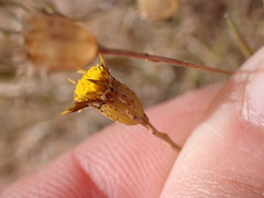 Hymenopappus filifolius