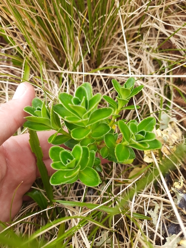 Image of Veronica benthamii by (c) Genevieve Early, some rights reserved (CC BY)