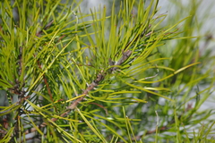 Pinus clausa