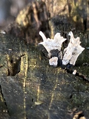 Xylaria hypoxylon