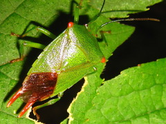 Acanthosoma labiduroides