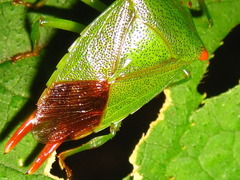 Acanthosoma labiduroides