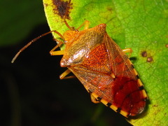 Acanthosoma