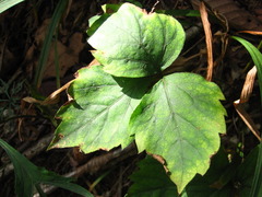 Cymopterus