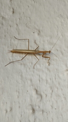 Coptopteryx argentina